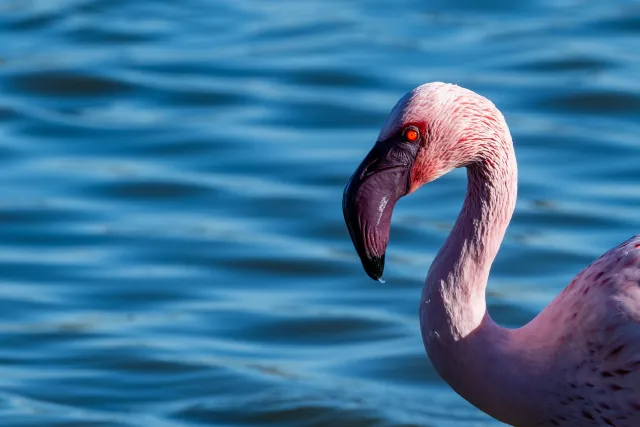 Portrait of a lesser flamingo