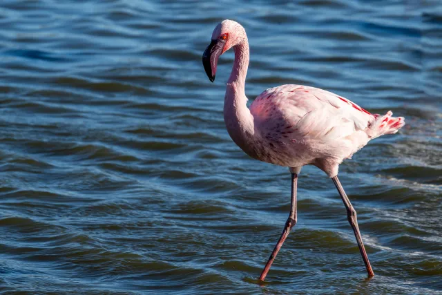 Striding lesser flamingo