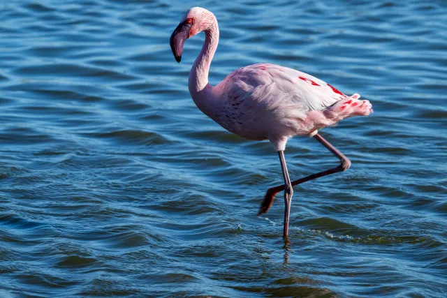 Striding lesser flamingo