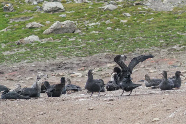 Riesensturmvögel auf der Falklandinsel Sealion Island