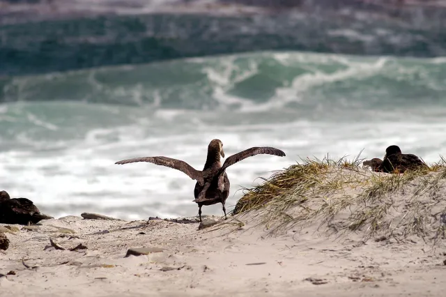 Riesensturmvögel auf der Falklandinsel Sealion Island