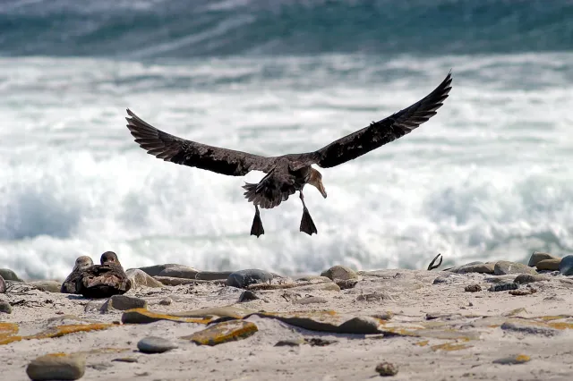 Riesensturmvögel auf der Falklandinsel Sealion Island