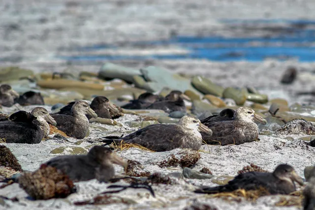 Riesensturmvögel auf der Falklandinsel Sealion Island