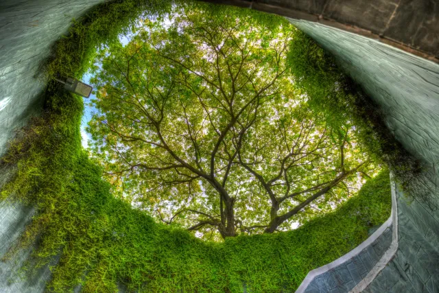 Im Tree Tunnel von Fort Canning Hill