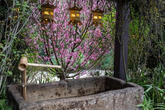 Sakura Kirschblüte in den Gardens by the Bay