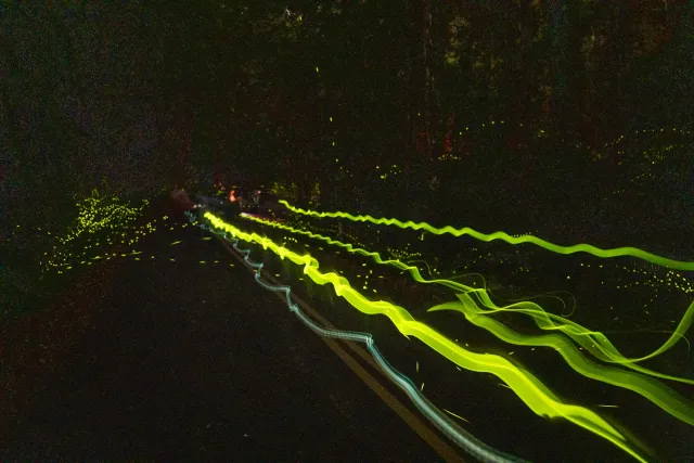 Wenn einem menschliche Glühwürmchen durch's Bild laufen