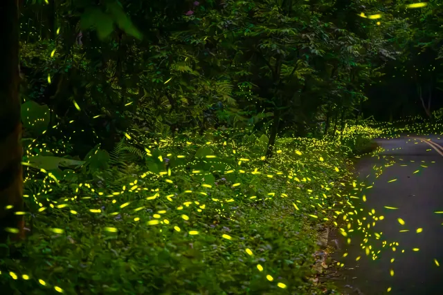 Glühwürmchen am Straßenrand