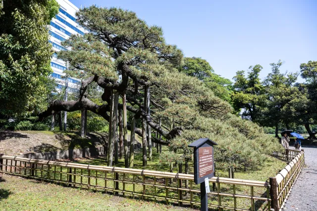 Eine 300 Jahre alte Pinie, gepflanzt von dem 6ten Shogun Tokugawa Ienobu