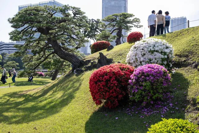 Blühende Hügel im Hama-rikyū Garten