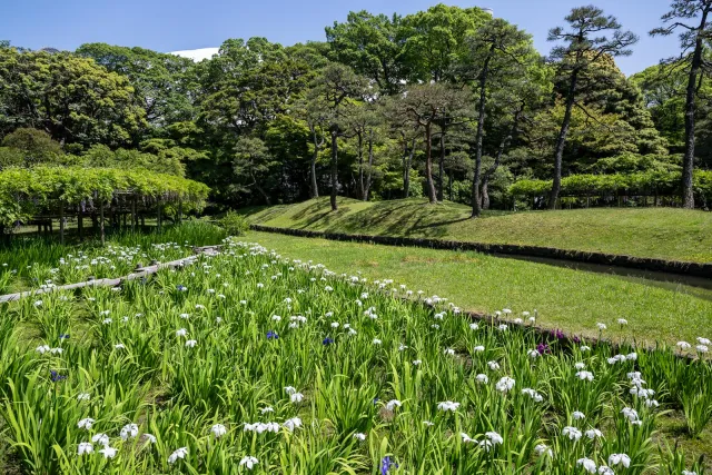 Im Koishikawa Kōrakuen Garten