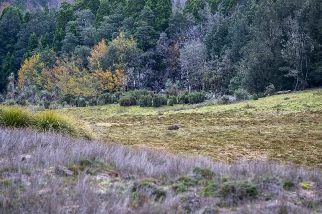 Das erste Wombat in den Ebenen des Cradle-Mountain-Lake-St.-Clair-Nationalpark