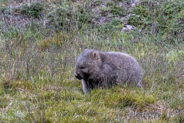 Wombats im Cradle-Mountain-Lake-St.-Clair-Nationalpark