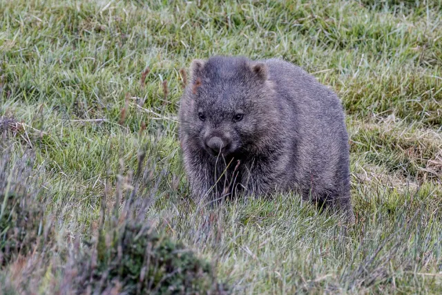 Wombats im Cradle-Mountain-Lake-St.-Clair-Nationalpark