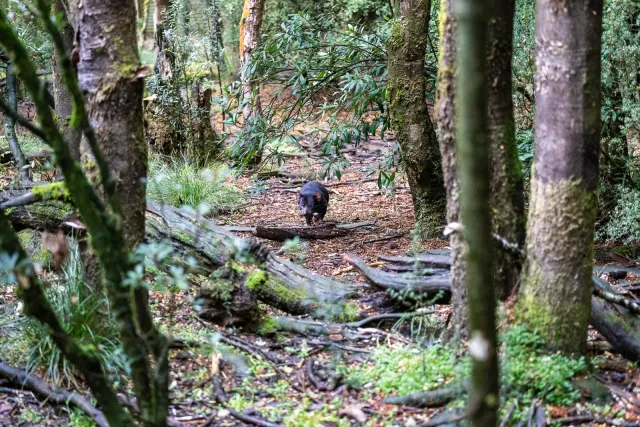 Ein Tasmanischer Beutelteufel im Tasmanian Sanctuary