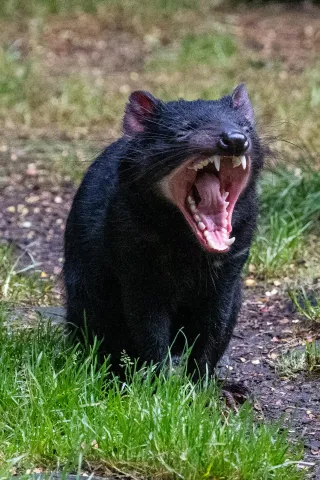 Ein Tasmanischer Beutelteufel im Tasmanian Sanctuary