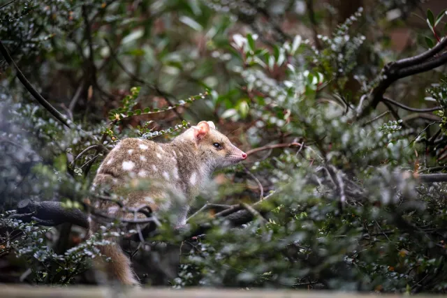 Tüpfelbeutelmarder (Dasyurus viverrinus)