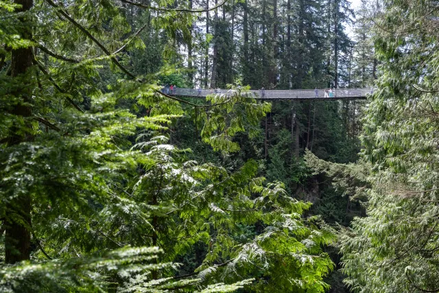 Capilano Suspension Bridge