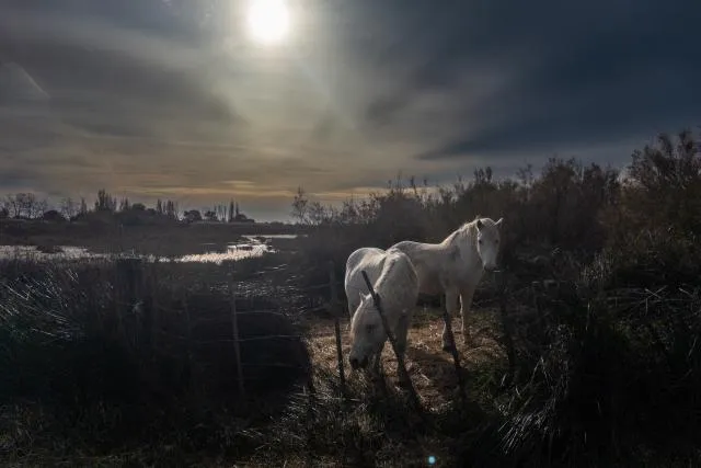 Die Wildpferde der Camargue