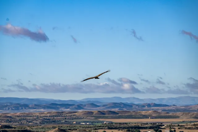 Gänsegeier über der Ebene von Aragón