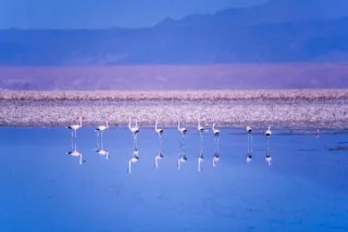 Andenflamingos im Salar de Atacama