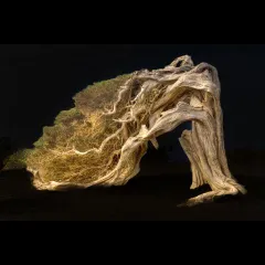A juniper tree bent by the wind on El Hierro, the little Canary Island